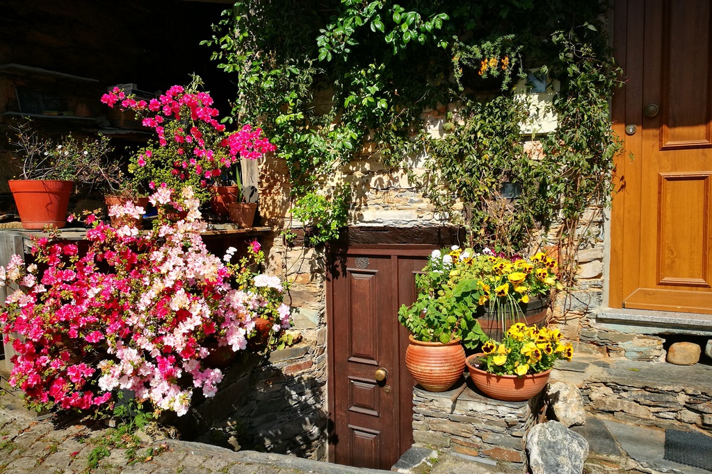 XisFlores - Sobral Florido