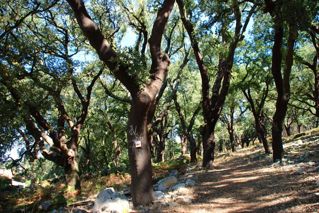 Adoption of cork oaks in Ferraria de São João