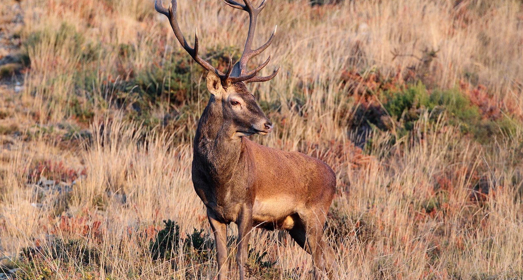 Observação nocturna da Brama dos veados