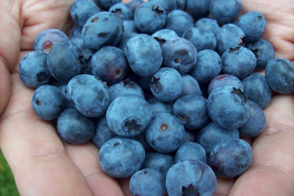 Workshop “Transformação de pequenos frutos” 