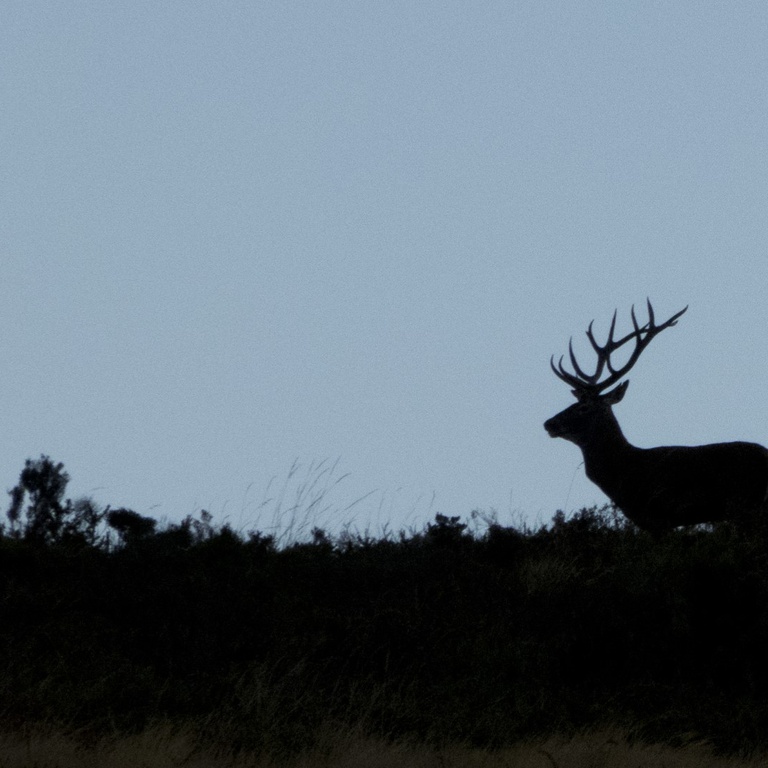 Stag Rutting