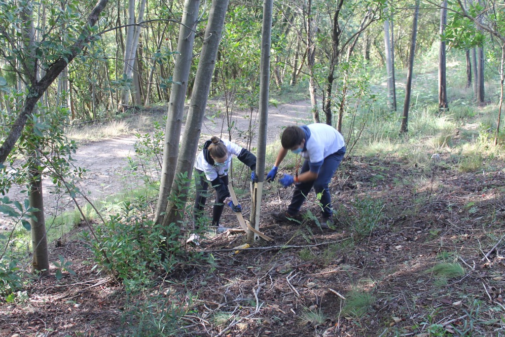 Ação de voluntariado na Mata do Sobral