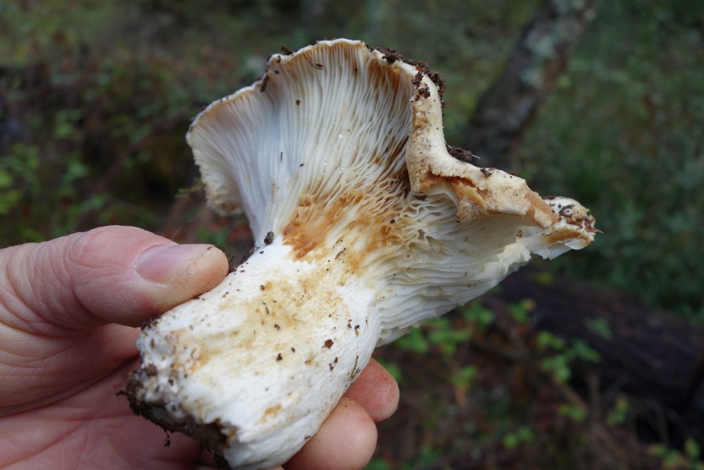 Spring Mycological Walk