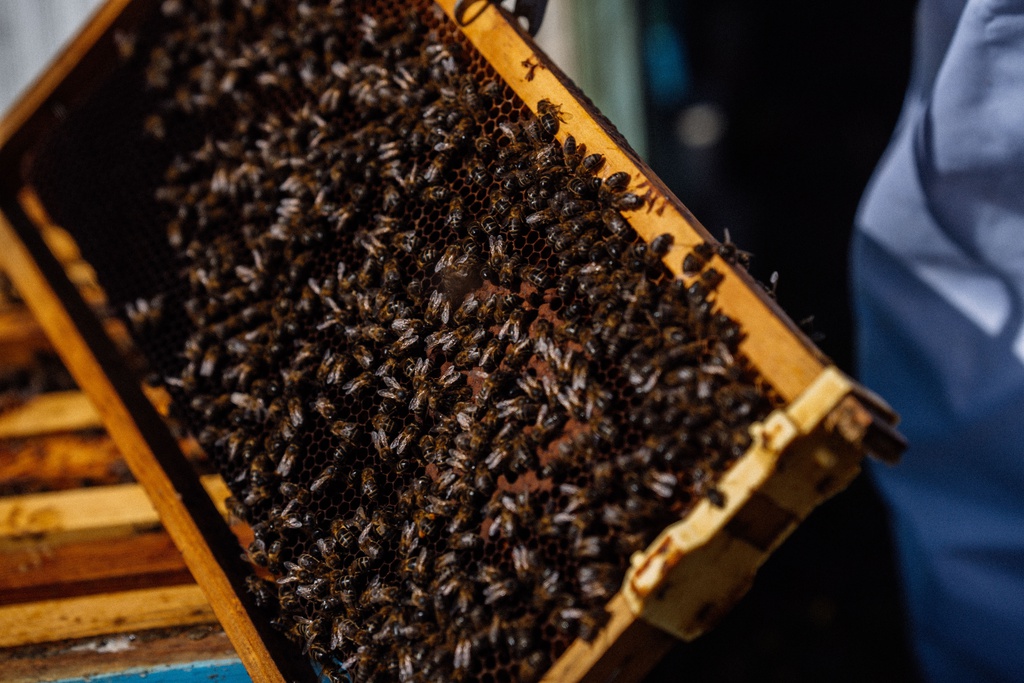 IX Jornadas Apícolas do Fundão