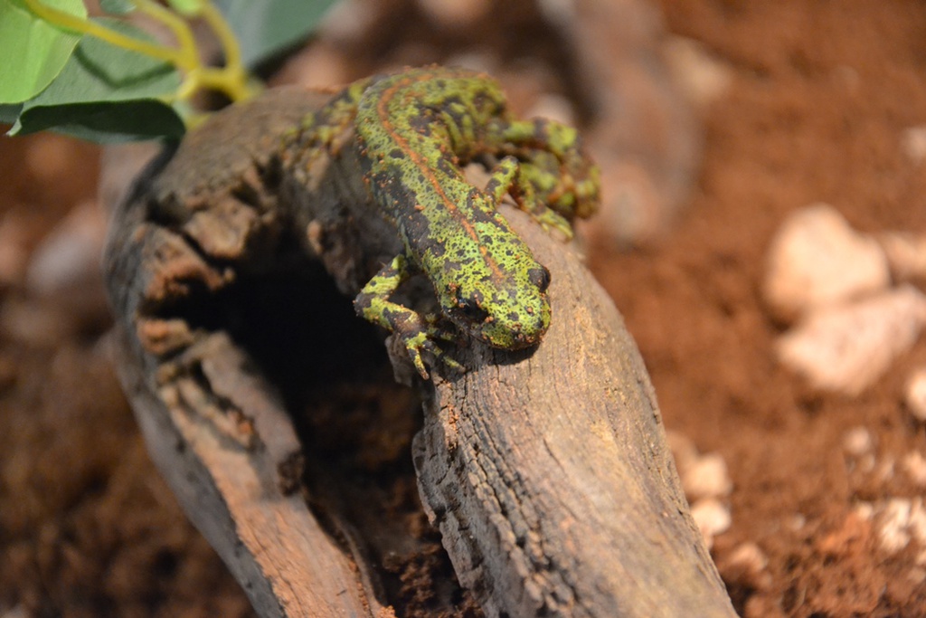 Parque Biológico da Serra da Lousã abriu reptilário