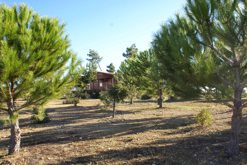 Conferência Floresta e Território: Riscos, Economia e Políticas