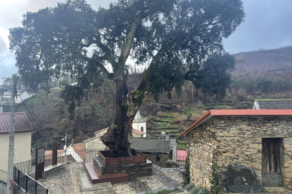 Dia Mundial da Árvore em Sobral de São Miguel