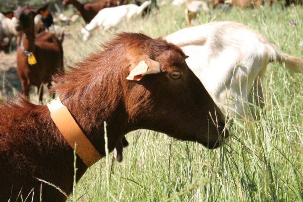 PR2 CTB - Martim Branco Schist Path - Along the Almaceda Stream