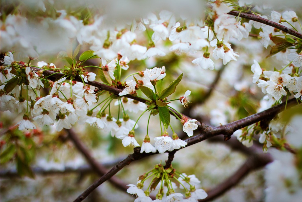 Cerejeiras em Flor no Fundão