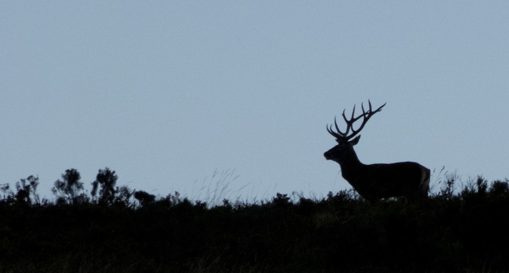 Stag Rutting