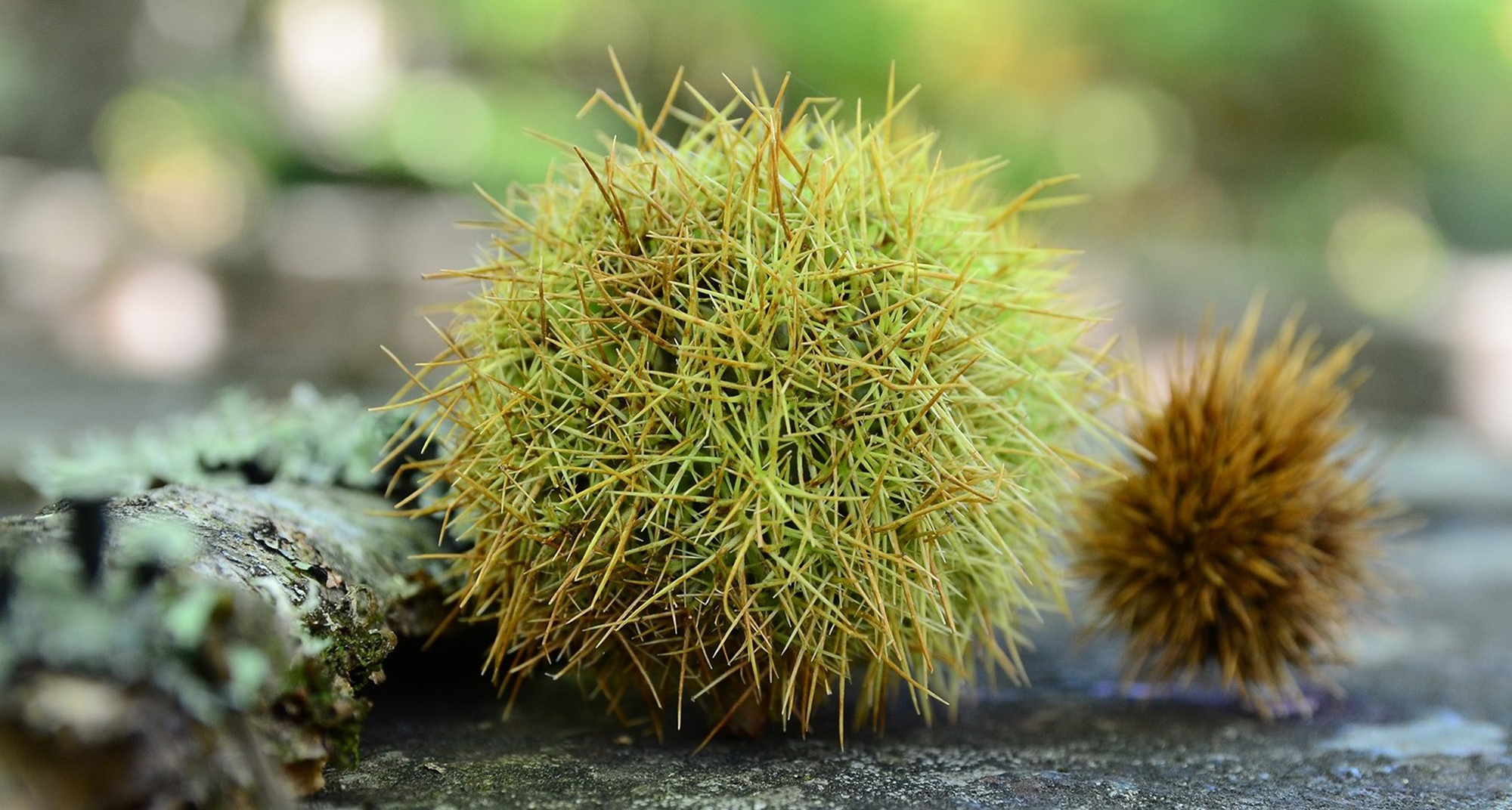 Feira da Castanha, do Mel e do Artesanato
