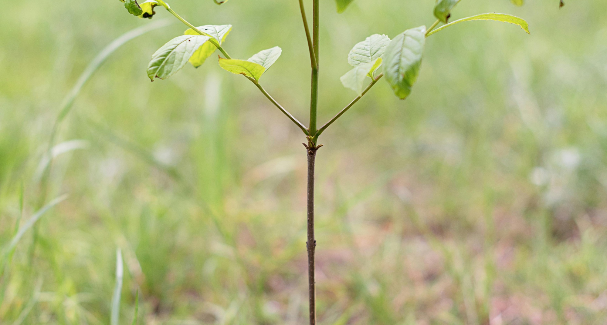 Ação de Reflorestação em Aigra Nova
