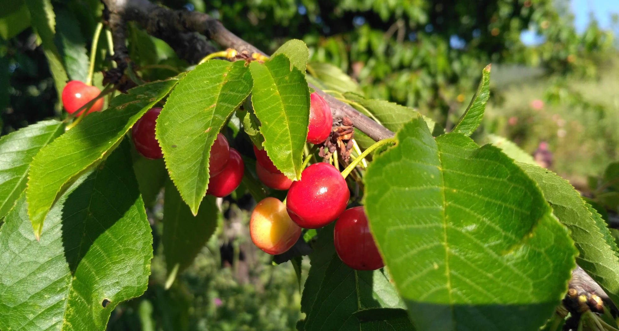1.º Simpósio Internacional da Cereja