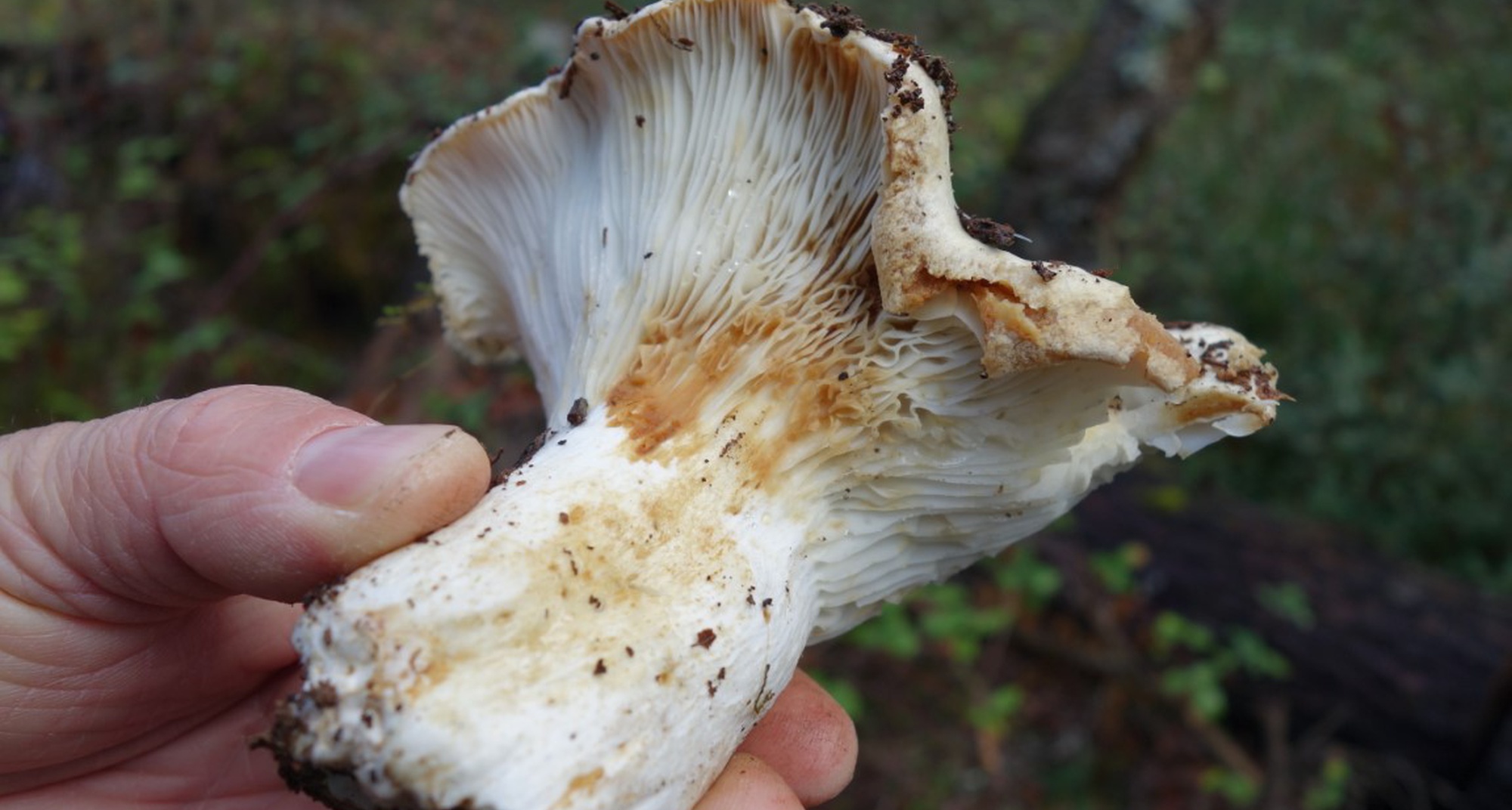 Passeio Micológico de Primavera