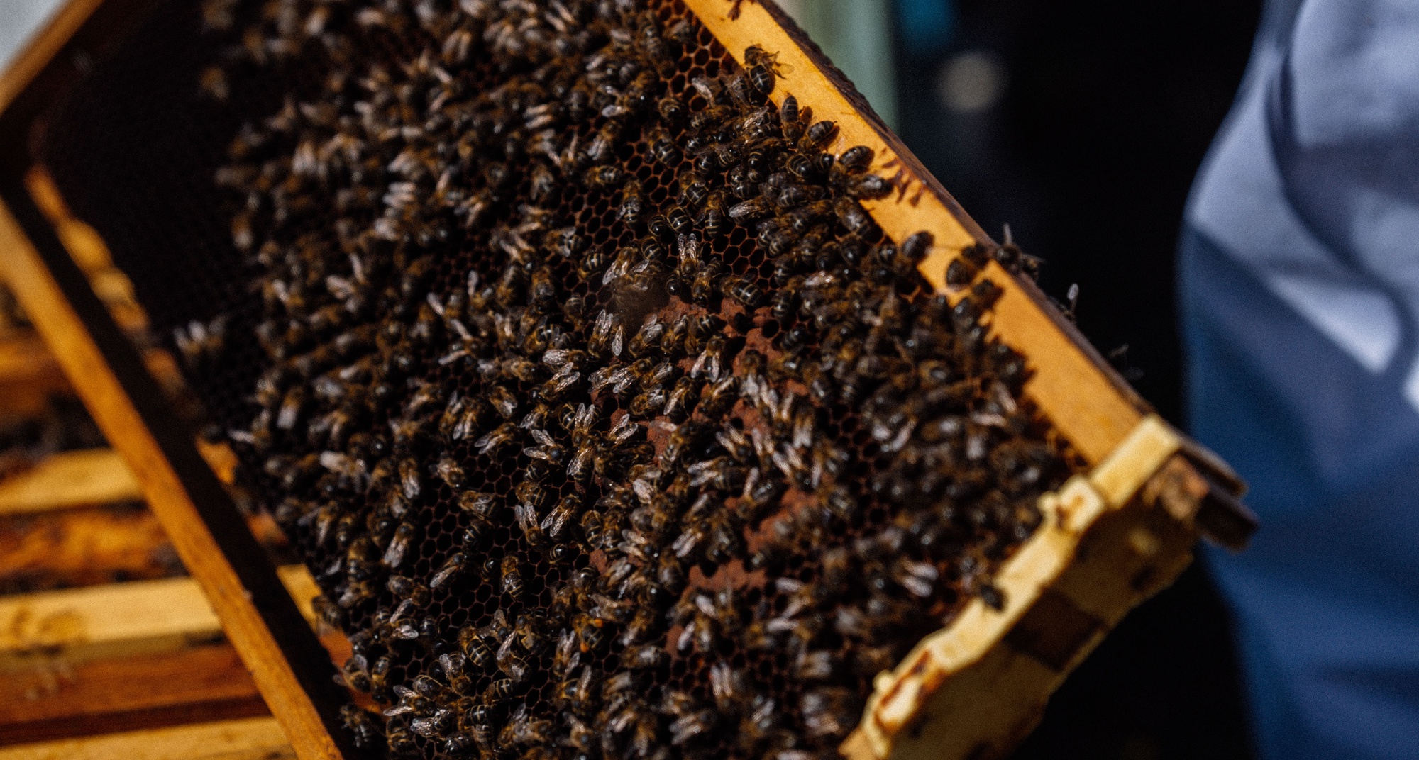 IX Jornadas Apícolas do Fundão