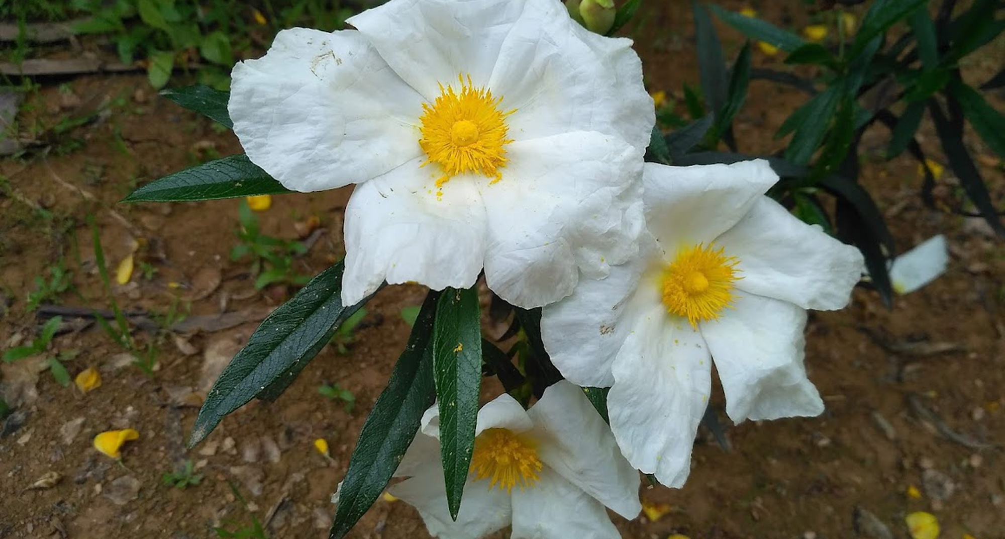 Gestão do Esteval e a Valorização dos seus Produtos