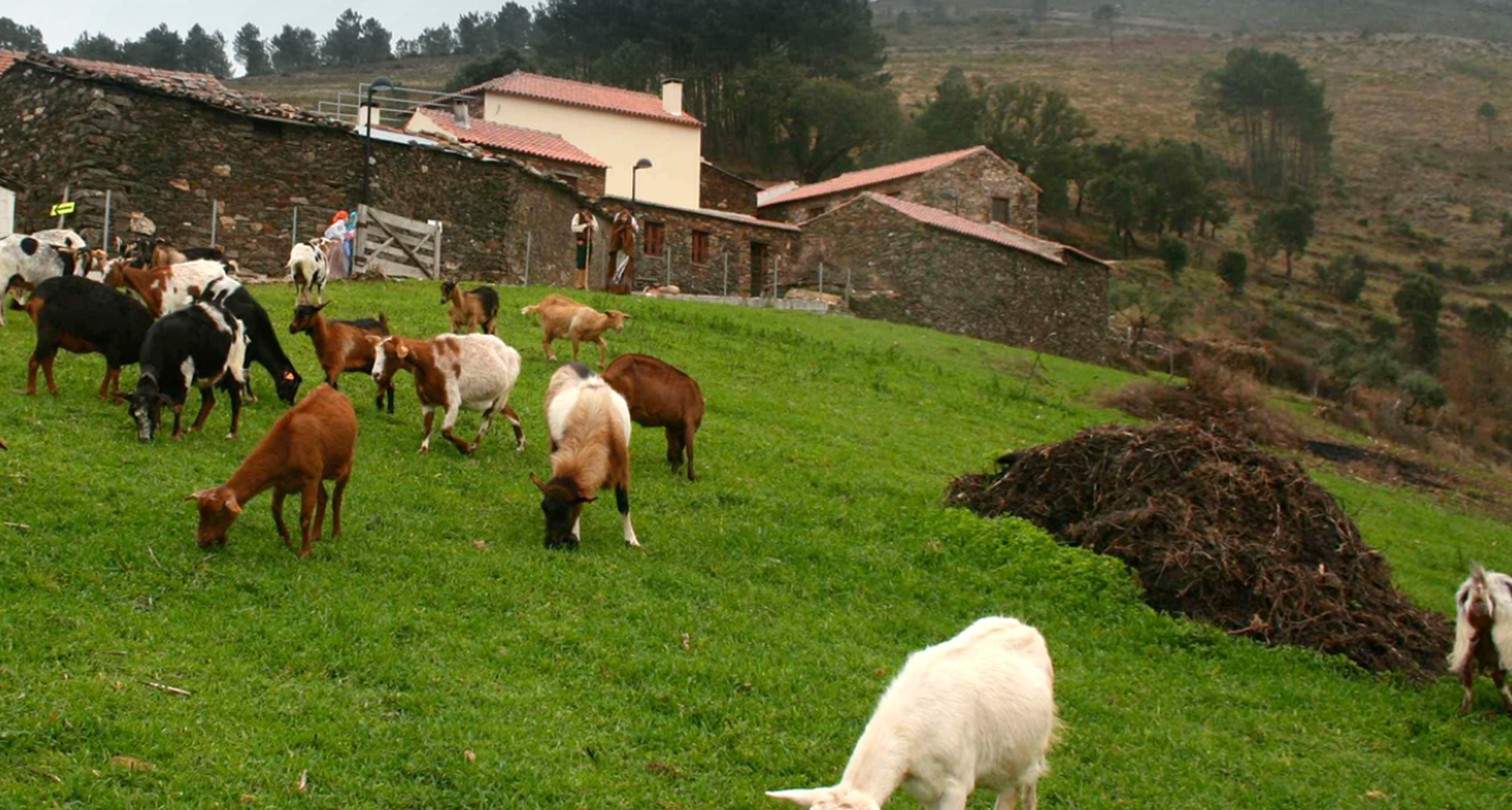 Voluntariado para a Reflorestação