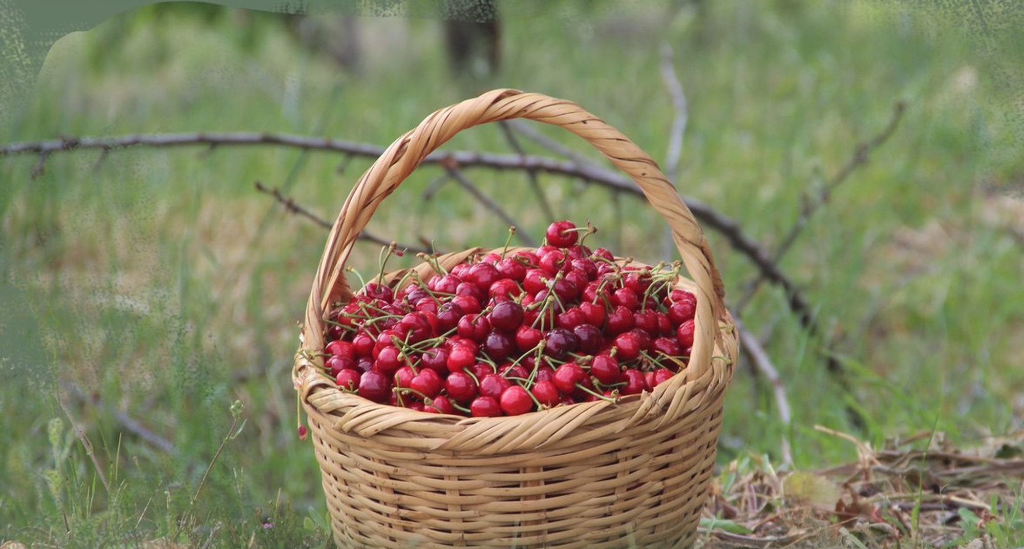 217.º Passeio Pedestre: Montes de Cereja
